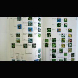 Danmarks trer og buske